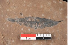 Foto (Detailsansicht) von Quercus palaeoilex Ettingshausen (NHMW-GEO-2024-0188-0844)